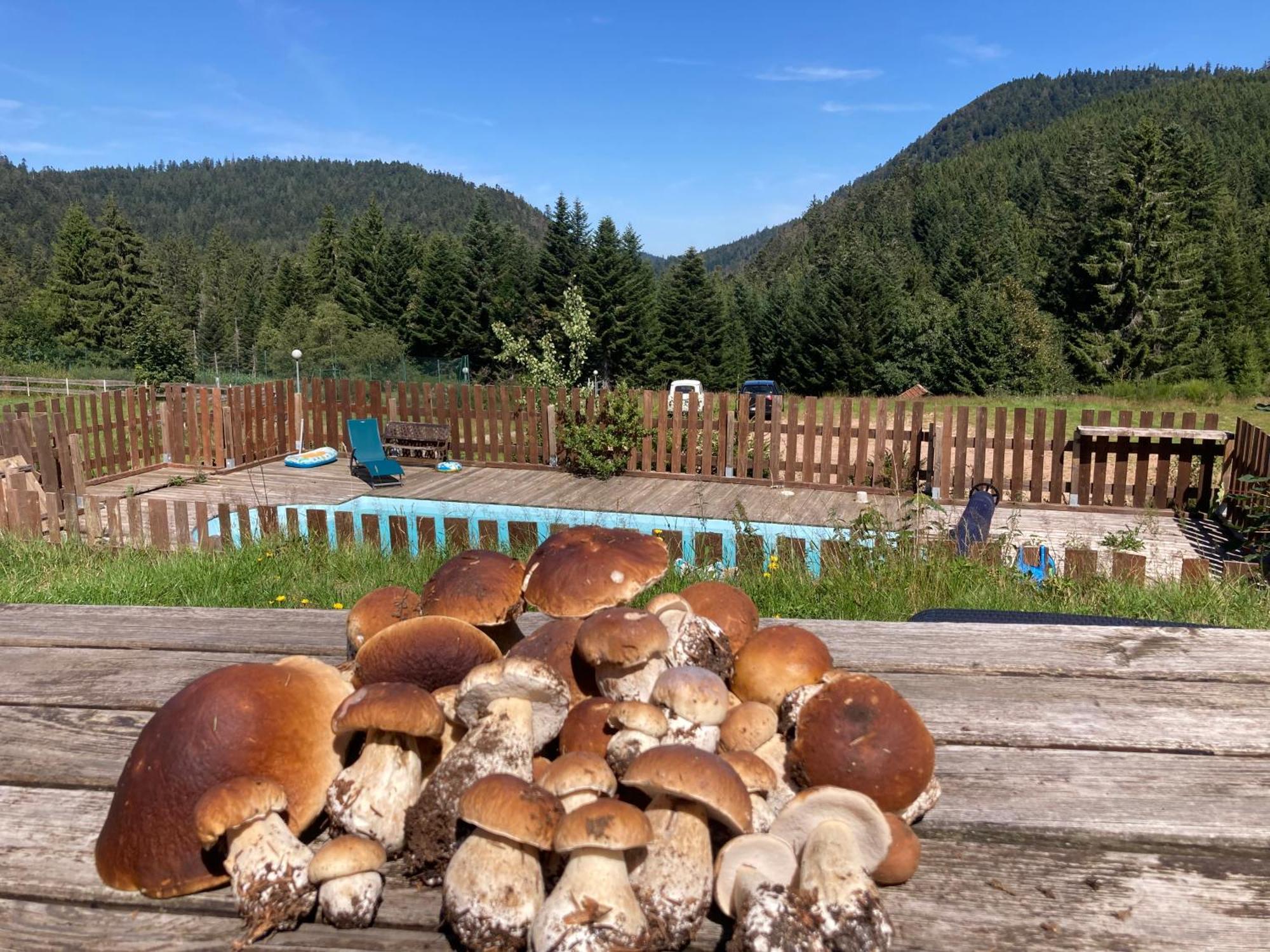 Le Perchoir, Gite 7 Personnes, Le Grand Valtin Ban-sur-Meurthe-Clefcy Extérieur photo