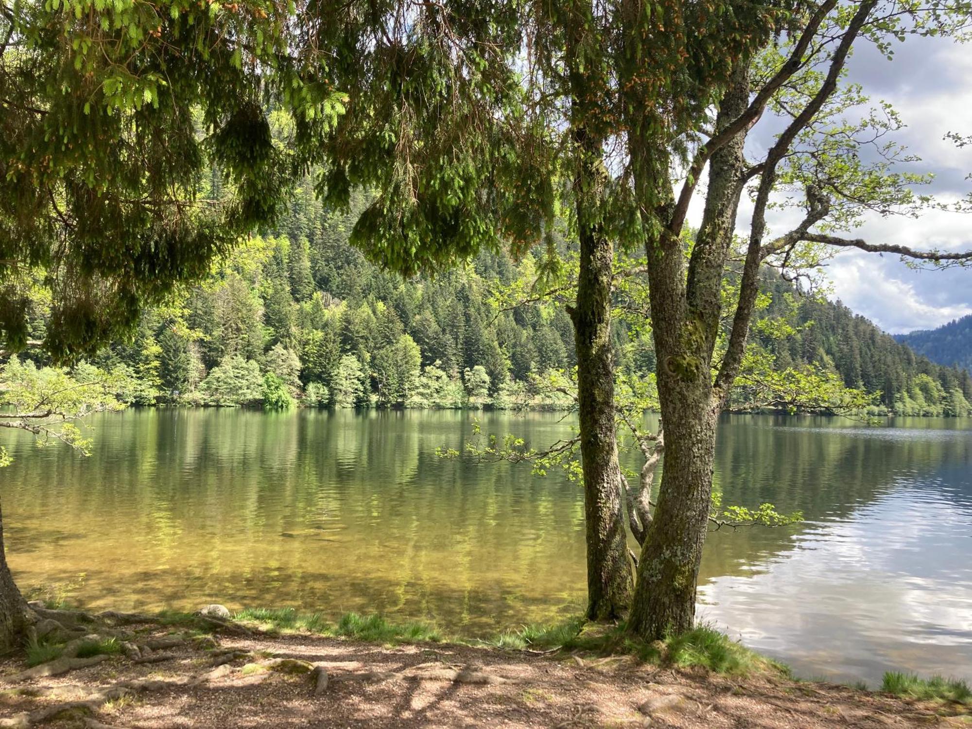Le Perchoir, Gite 7 Personnes, Le Grand Valtin Ban-sur-Meurthe-Clefcy Extérieur photo
